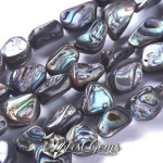 Margele din scoica Abalone/Paua 10~19x9~14x5~8mm,1 sir